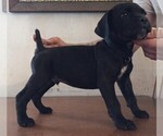 Small Photo #2 Cane Corso Puppy For Sale in GRENVILLE, NM, USA