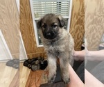 Small Photo #3 German Shepherd Dog Puppy For Sale in MADISON HEIGHTS, VA, USA