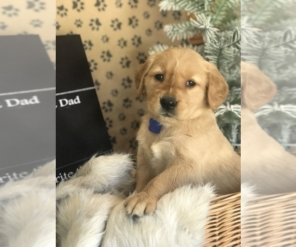 Medium Photo #3 Golden Retriever Puppy For Sale in SONORA, KY, USA