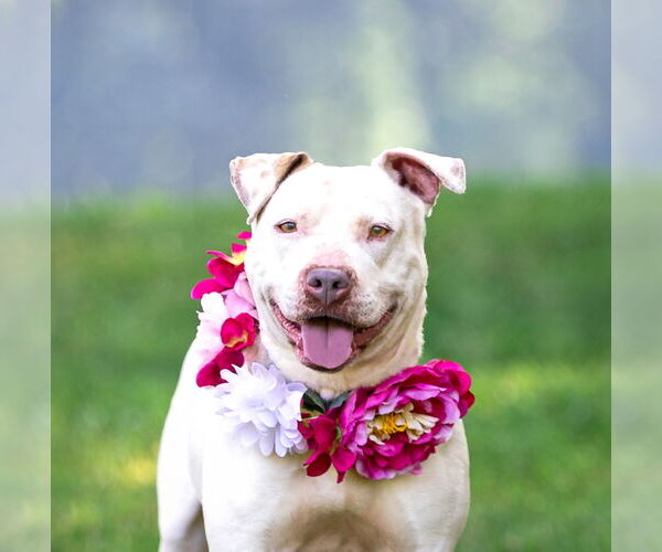 Medium Photo #4 Mutt Puppy For Sale in Unionville, PA, USA
