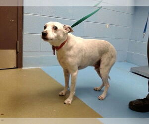 Labrador Retriever-Unknown Mix Dogs for adoption in Moreno Valley, CA, USA