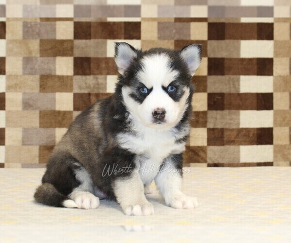 Medium Photo #4 Pomsky Puppy For Sale in DENVER, PA, USA
