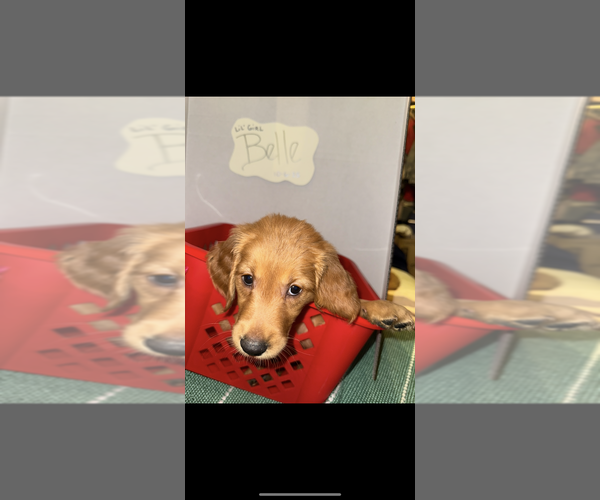 Medium Photo #2 Golden Retriever Puppy For Sale in SOMERSWORTH, NH, USA