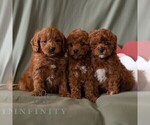 Small #1 Cavapoo (Miniature)