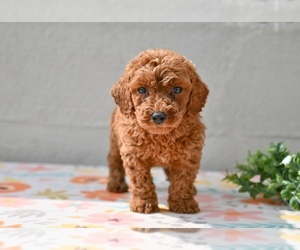 Poodle (Miniature) Puppy for sale in MILLERSBURG, OH, USA