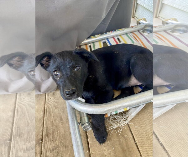 Medium Photo #5 Labrador Retriever-Unknown Mix Puppy For Sale in Hillsboro, MO, USA