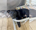Small #4 Labrador Retriever Mix