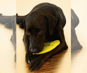 Levi - Male Chocolate Labrador retriever-Labrador Retriever Mix Dog for Adoption - Photo #11