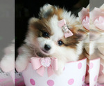 Small #11 Pomeranian