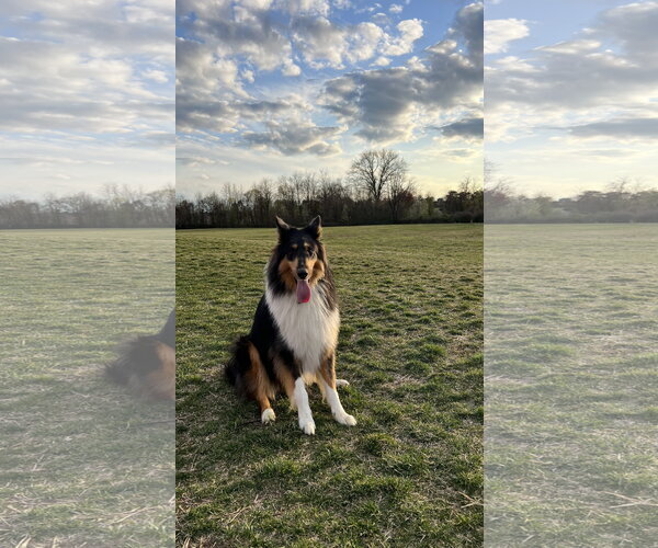 Medium Photo #3 Collie Puppy For Sale in Chantilly, VA, USA