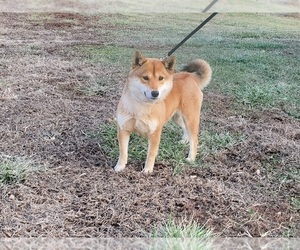 Mother of the Shiba Inu puppies born on 08/24/2021