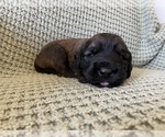 Small #3 Saint Berdoodle