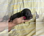Small #9 Labradoodle