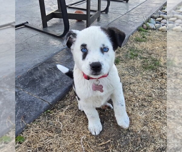 Medium Photo #1 Mutt Puppy For Sale in Fargo, ND, USA