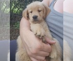 Small #7 Golden Retriever