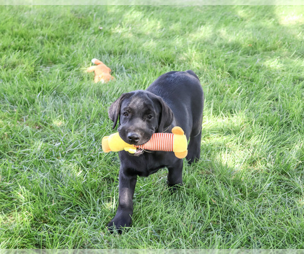 Medium Photo #4 Labrador Retriever Puppy For Sale in SYRACUSE, IN, USA