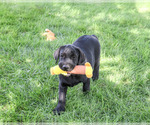 Small #3 Labrador Retriever