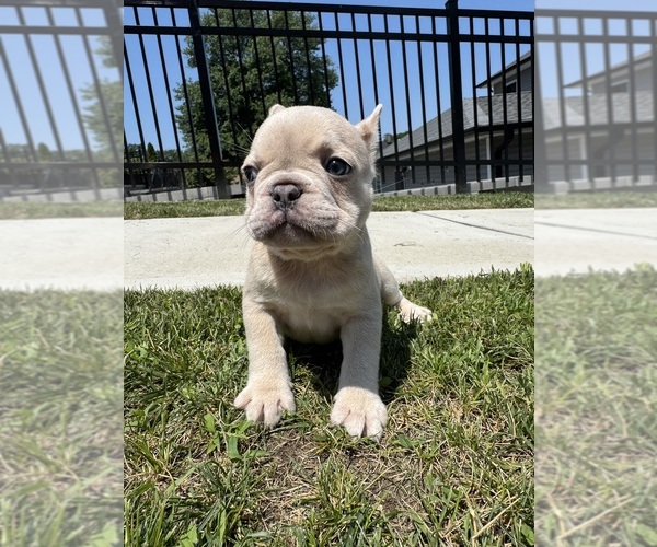 Medium Photo #4 French Bulldog Puppy For Sale in SAYREVILLE, NJ, USA