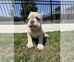 Small #2 French Bulldog