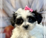 Small Photo #3 Shih Tzu Puppy For Sale in ELMHURST, IL, USA