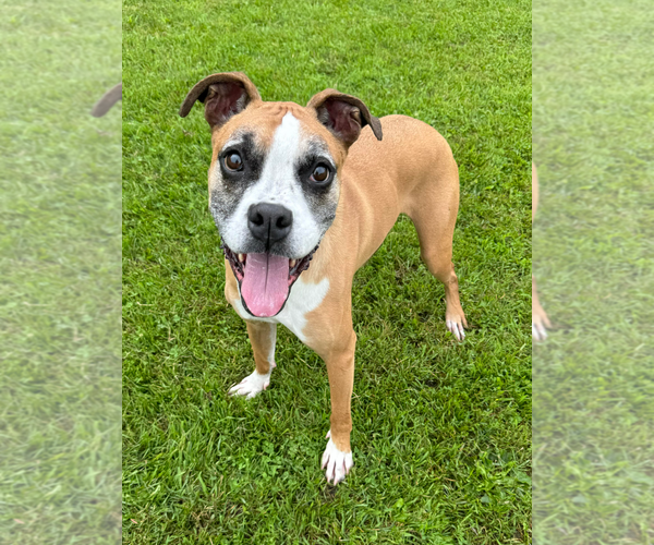 Medium Photo #1 Boxer Puppy For Sale in Burnsville, MN, USA