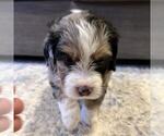 Small #2 Australian Mountain Dog