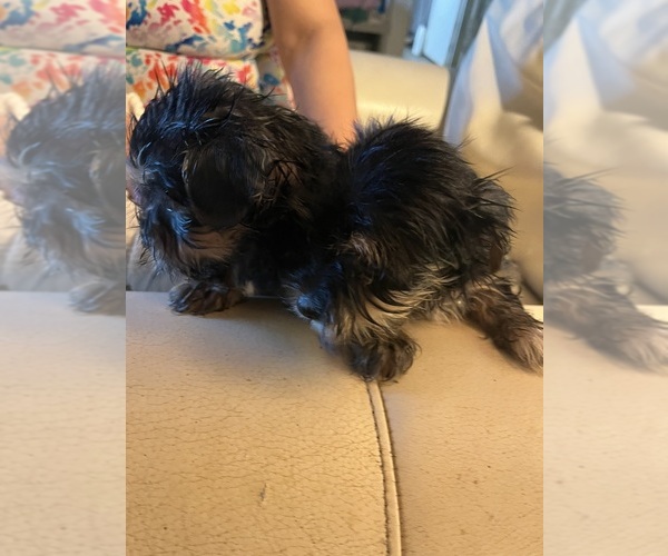 Medium Photo #10 Shorkie Tzu Puppy For Sale in LEBANON, OR, USA