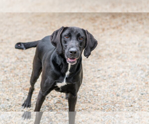 Medium Photo #5 Labrador Retriever-Unknown Mix Puppy For Sale in Hilton Head, SC, USA