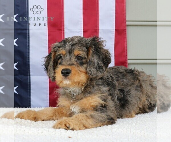 Medium Photo #4 Cavapoo Puppy For Sale in NARVON, PA, USA
