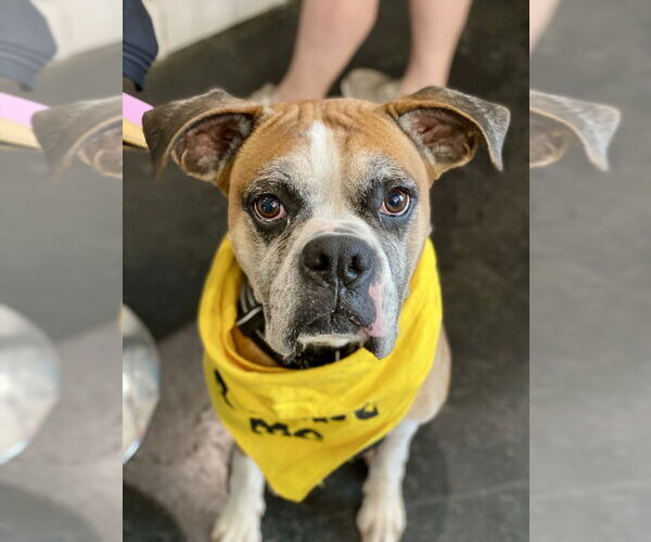 Medium Photo #7 Boxer Puppy For Sale in Austin, TX, USA