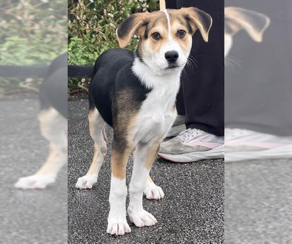 Medium Photo #1 Siberian Husky-Treeing Walker Coonhound Mix Puppy For Sale in Canfield, OH, USA