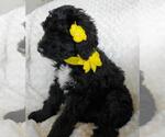 Small Photo #6 Sheepadoodle Puppy For Sale in RIALTO, CA, USA