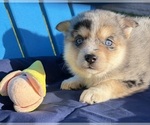 Bella - Male Pomsky Puppy for Sale - Photo #6