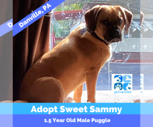 Puggle Dogs for adoption in DANVILLE, PA, USA