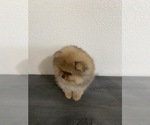 Small Photo #6 Pomeranian Puppy For Sale in CHULA VISTA, CA, USA