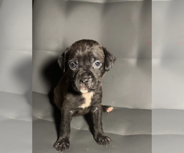 Medium Photo #1 American Staffordshire Terrier Puppy For Sale in BROOKLYN, NY, USA