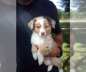 Miniature Australian Shepherd Puppy for Sale in CLAREMORE, Oklahoma USA