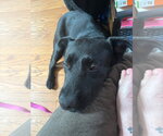 Small #6 Retriever  Mix