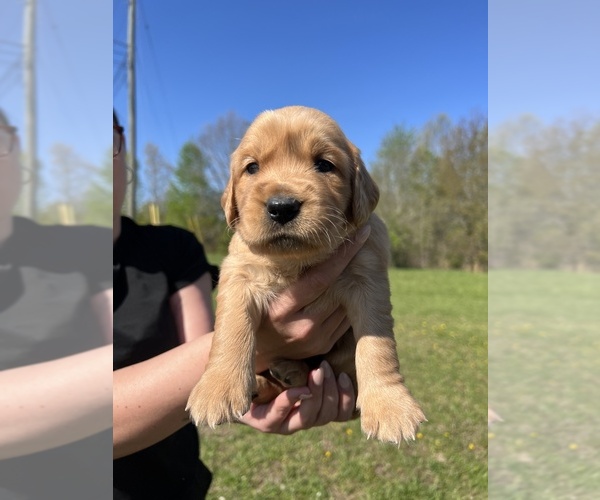 Medium Photo #6 Golden Retriever Puppy For Sale in CROSSVILLE, TN, USA