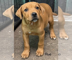 Mutt Dogs for adoption in Wenonah, NJ, USA