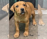 Rue (Seven Wonders 2026) - Male Mutt Dog for Adoption - Small photo