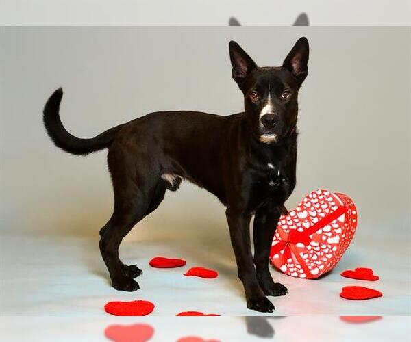 Medium Photo #2 American Staffordshire Terrier Puppy For Sale in West Valley, UT, USA