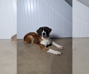 Saint Bernard Puppy for sale in SUGARCREEK, OH, USA