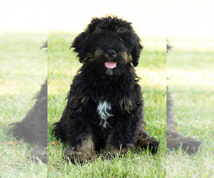 Bernedoodle (Miniature) Puppy for sale in MENTONE, IN, USA