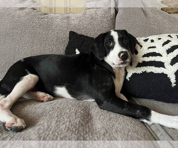 Medium Photo #3 Basset Hound-Unknown Mix Puppy For Sale in garner, NC, USA