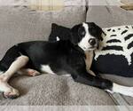 Small #2 Basset Hound Mix