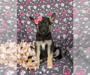 German Shepherd Dog-Siberian Husky Mix Puppy for Sale in EPHRATA, Pennsylvania USA