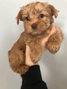 Small Photo #3 Yorkshire Terrier Puppy For Sale in WHITE SALMON, WA, USA
