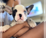 Small Photo #45 French Bulldog Puppy For Sale in KENDALL PARK, NJ, USA