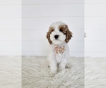 Puppy Red Goldendoodle (Miniature)